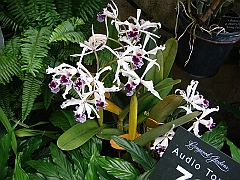 371 Longwood Gardens [2008 August 23]